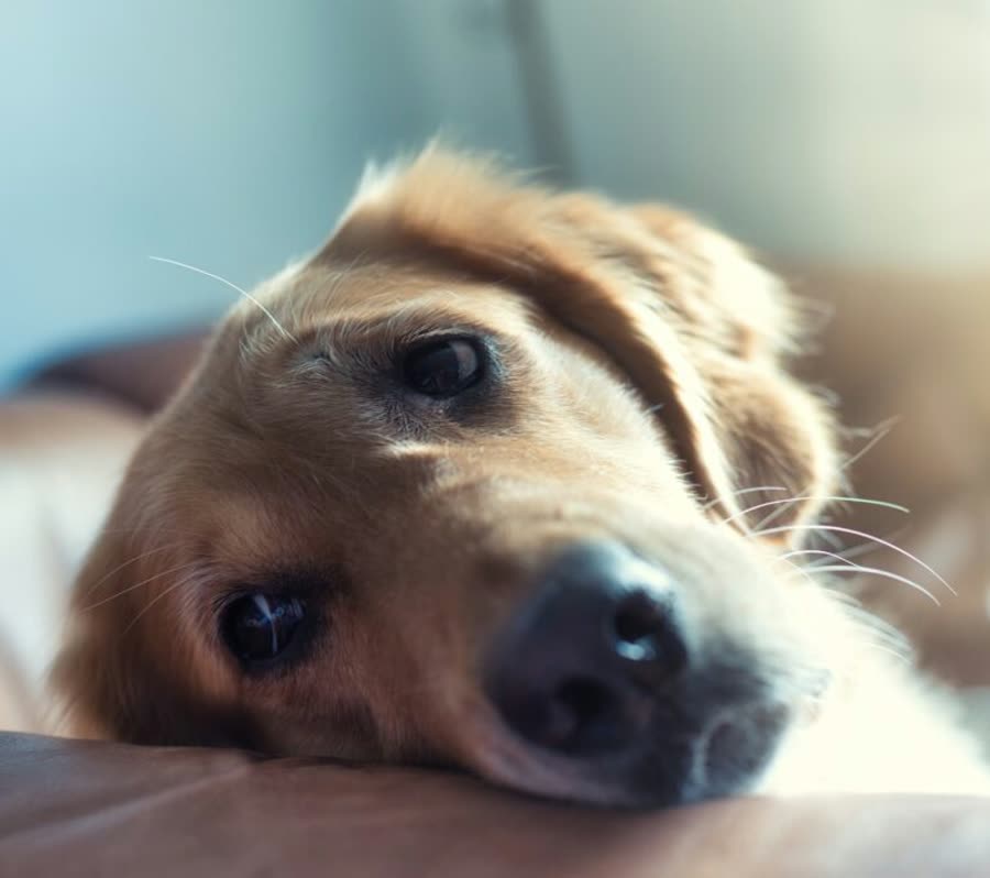 Perros rescatados por la Fundación Perros Confianza