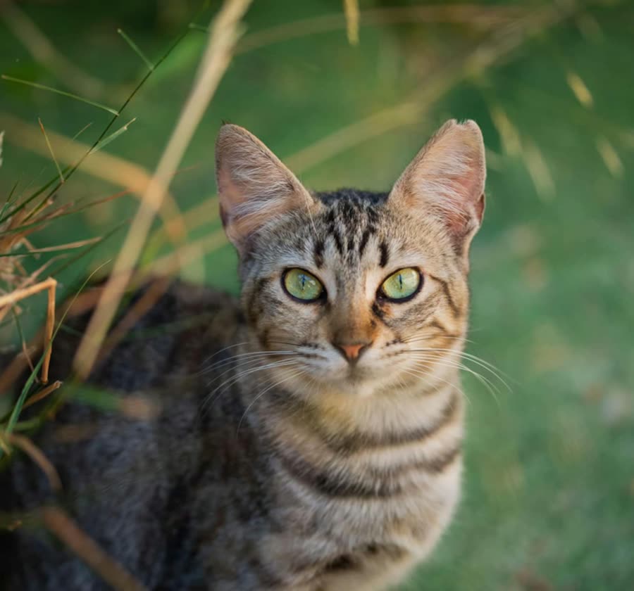 Gatos de la colonia felina de Torrox
